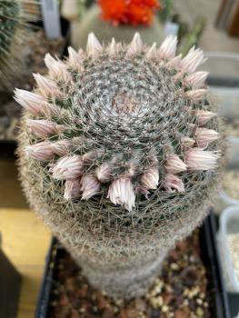 Mammillaria 17cm